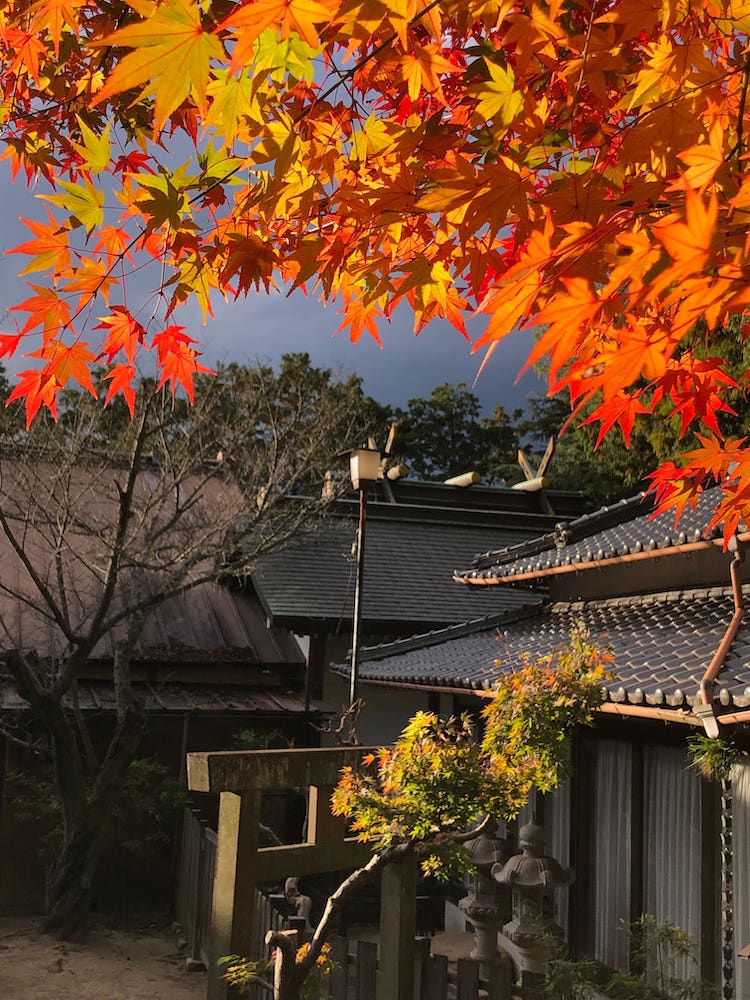 2021年白雲大社紅葉