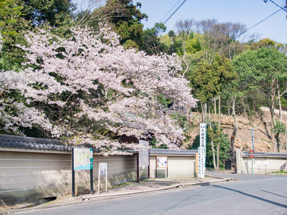 明王院:桜