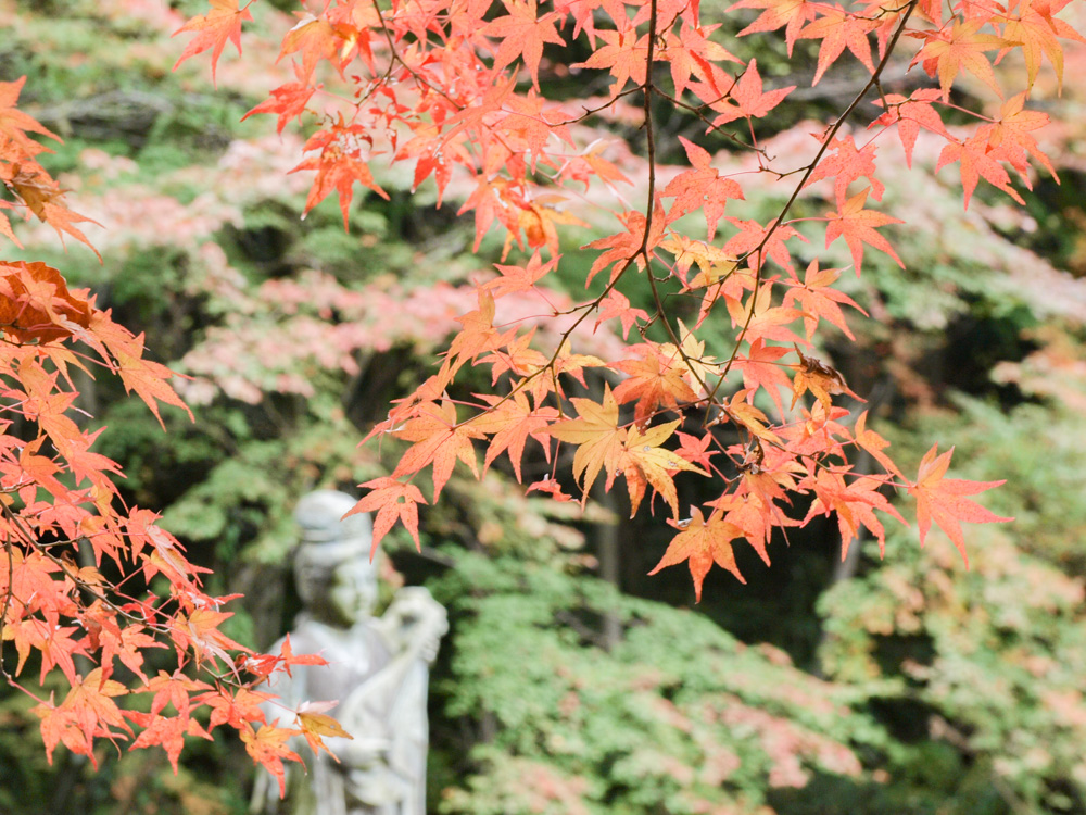 明王院:弁天池の紅葉
