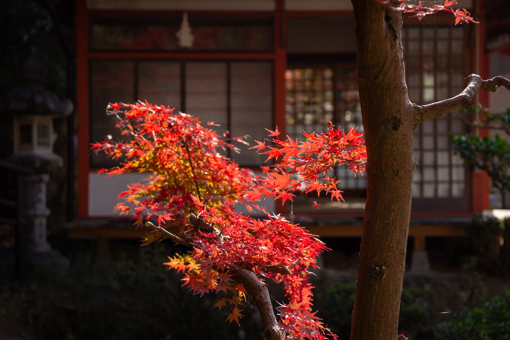 白雲大社ゑびす宮を背景にしたもみじ