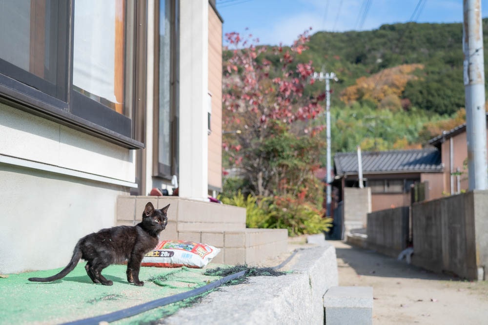 北木島 島ねこ