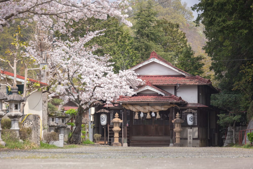 白雲大社駐車場の桜