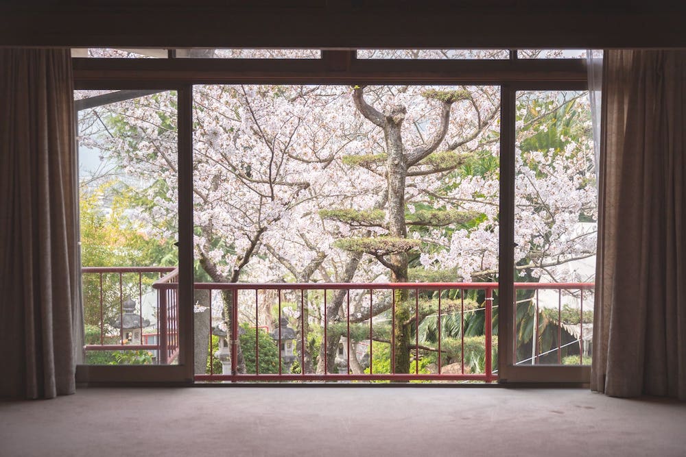 白雲大社会館から見た桜