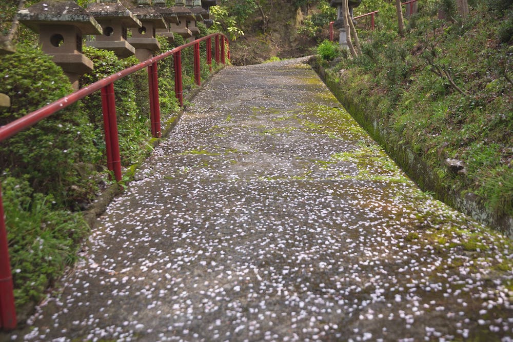 白雲大社の参道の桜