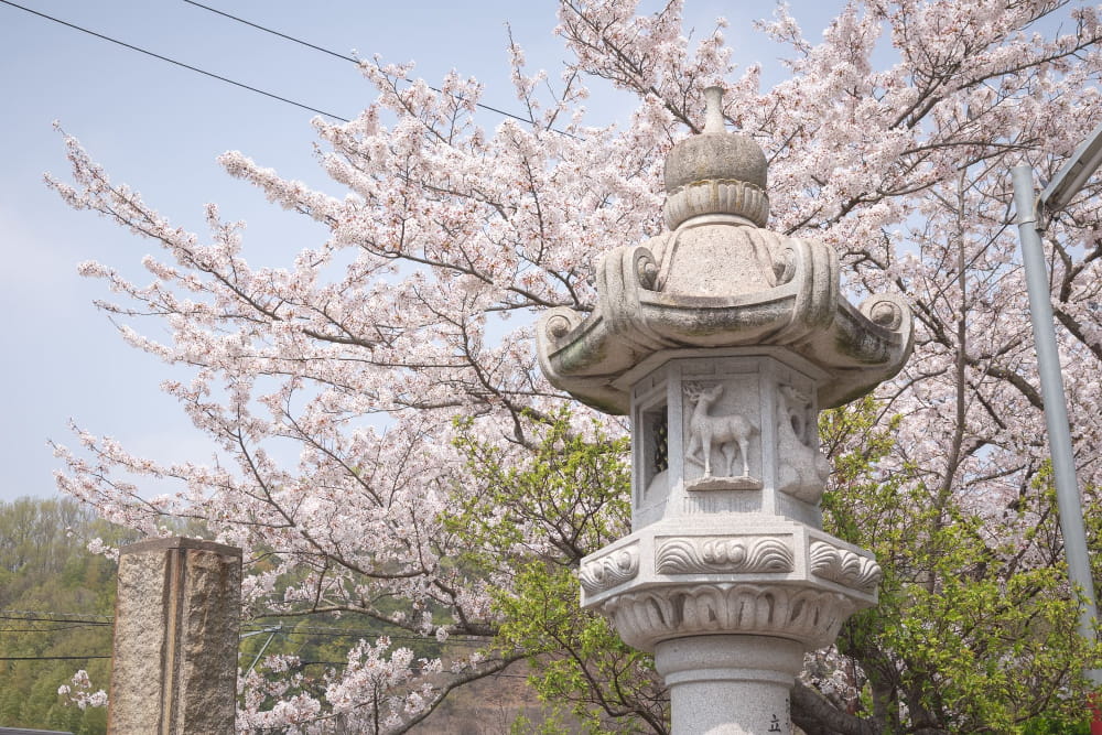 白雲大社参道の桜
