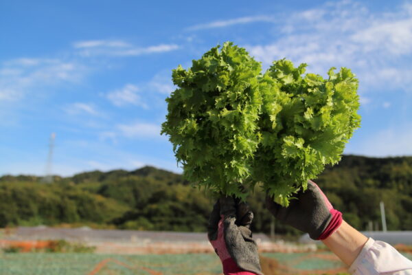 「しまなみリーフ」 〜 ひらひらな見た目がかわいい！因島のたからじまファームが栽培するオリジナル葉物野菜