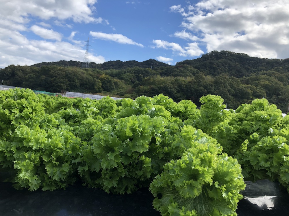 しまなみリーフ