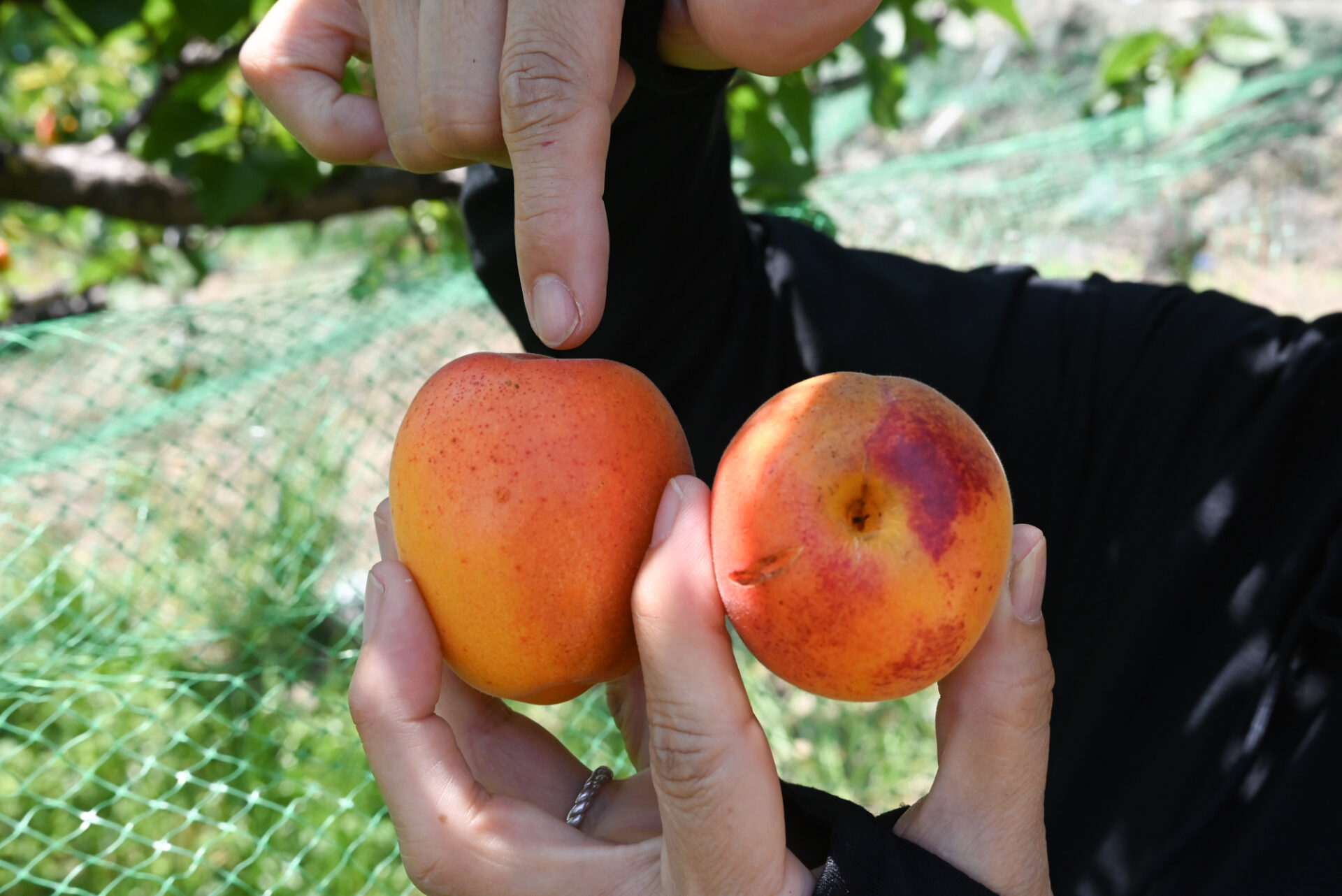 「りんごだとこういう長い果梗が」と左のあんずで説明する高橋さん。右のあんずの傷は、枝に当たってついたもの