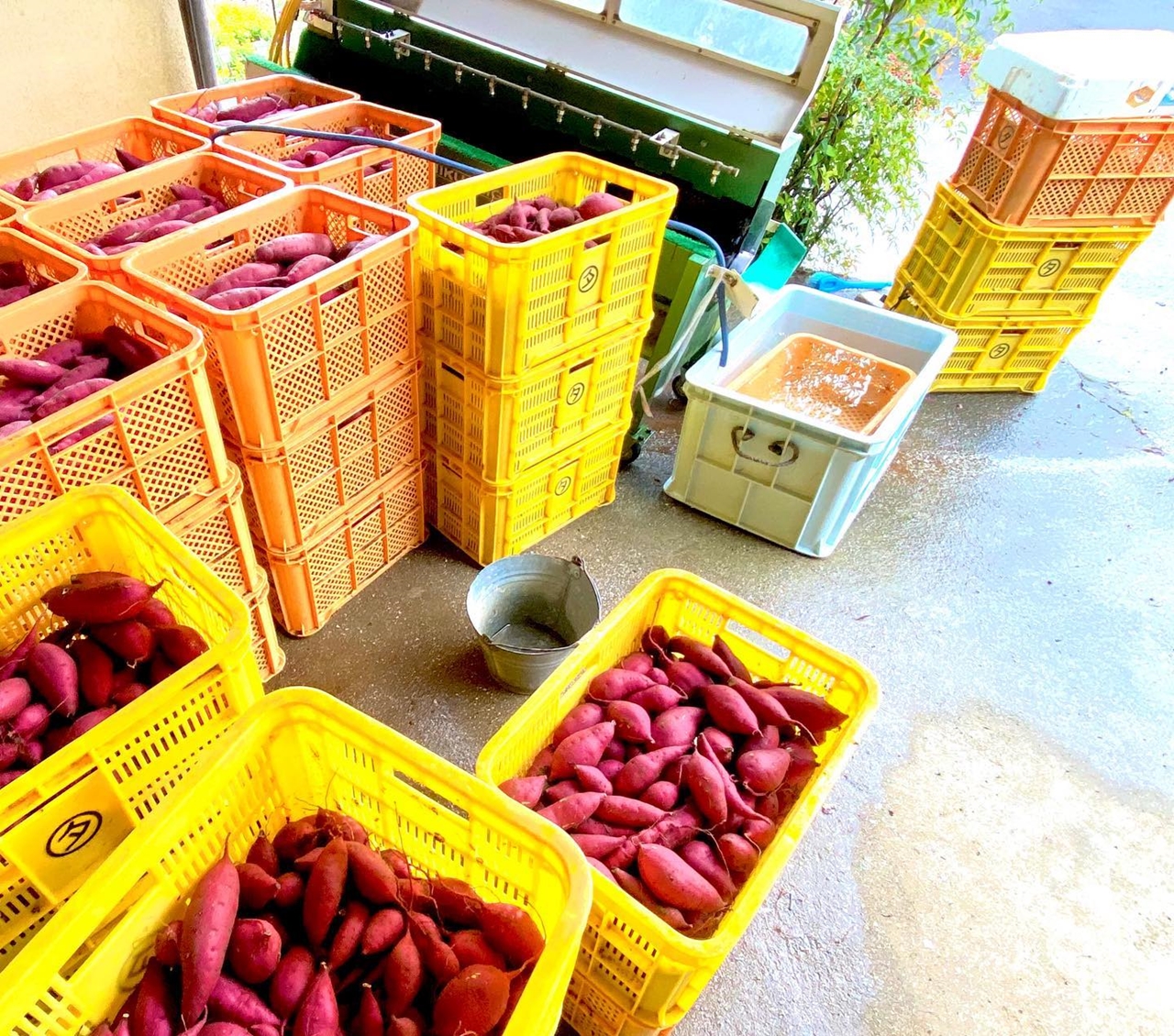 福山市】POTCOOK（ポットクック）〜 冷たい焼き芋、開業相談。焼き芋