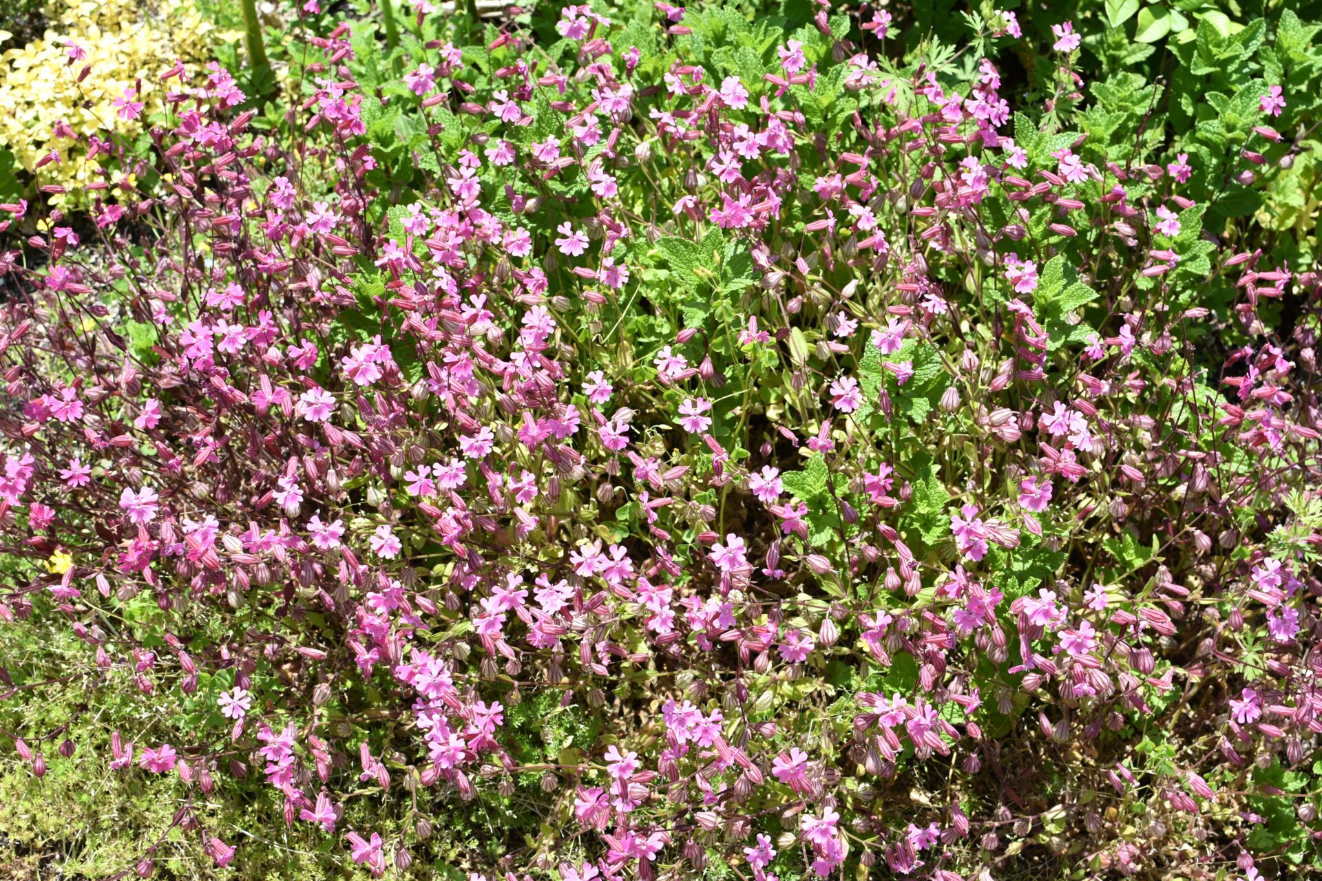 元気よく育つハーブ