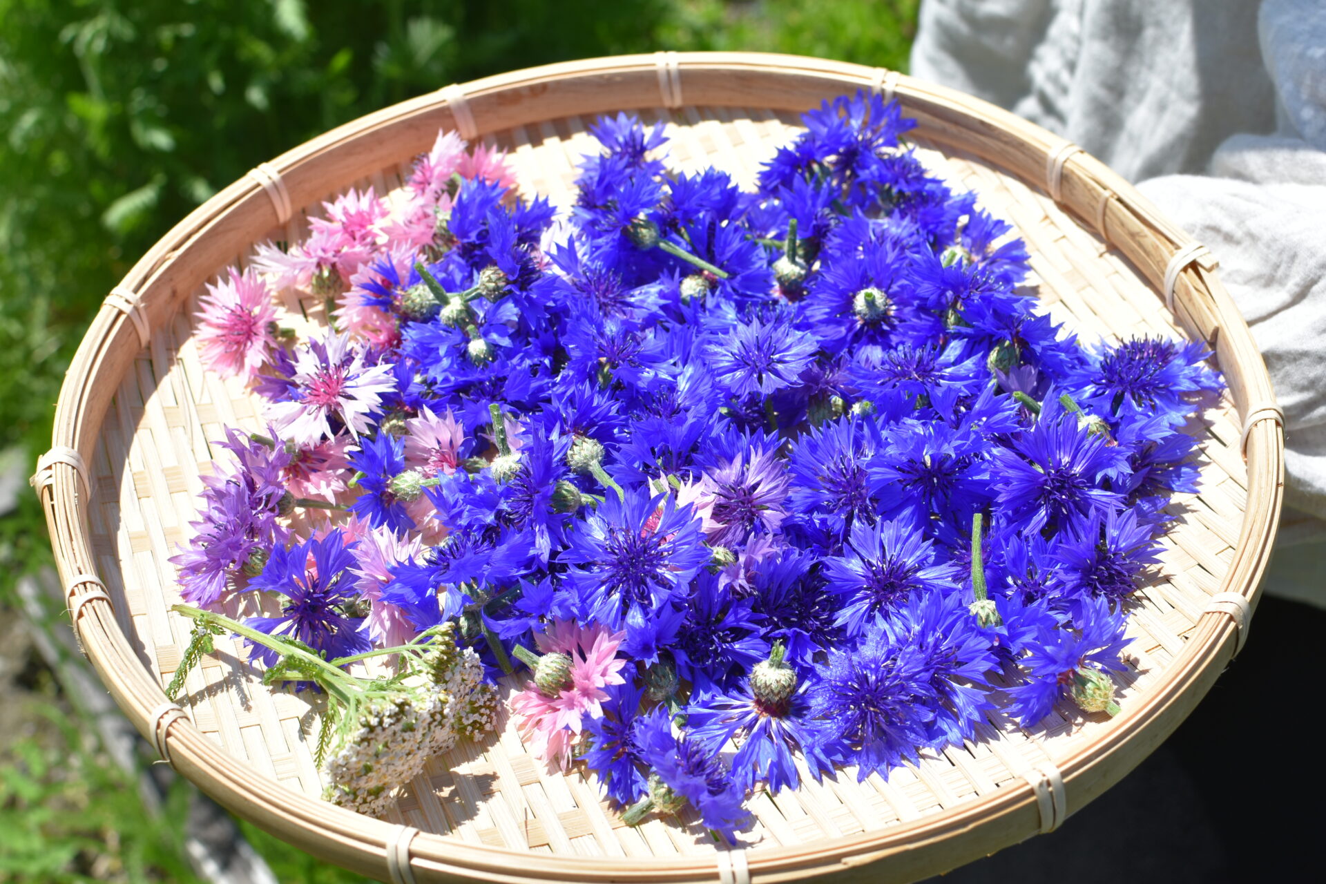 鮮やかなヤグルマギク