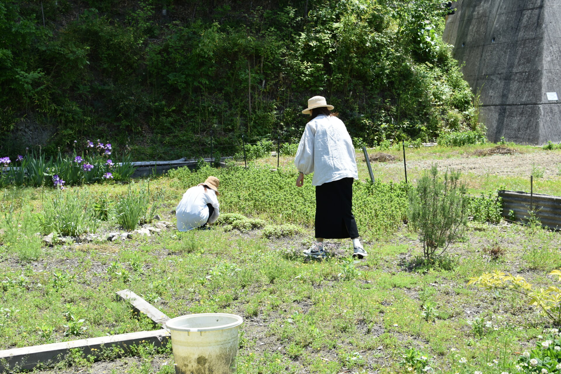 ハーブ畑で収穫中の女性たち