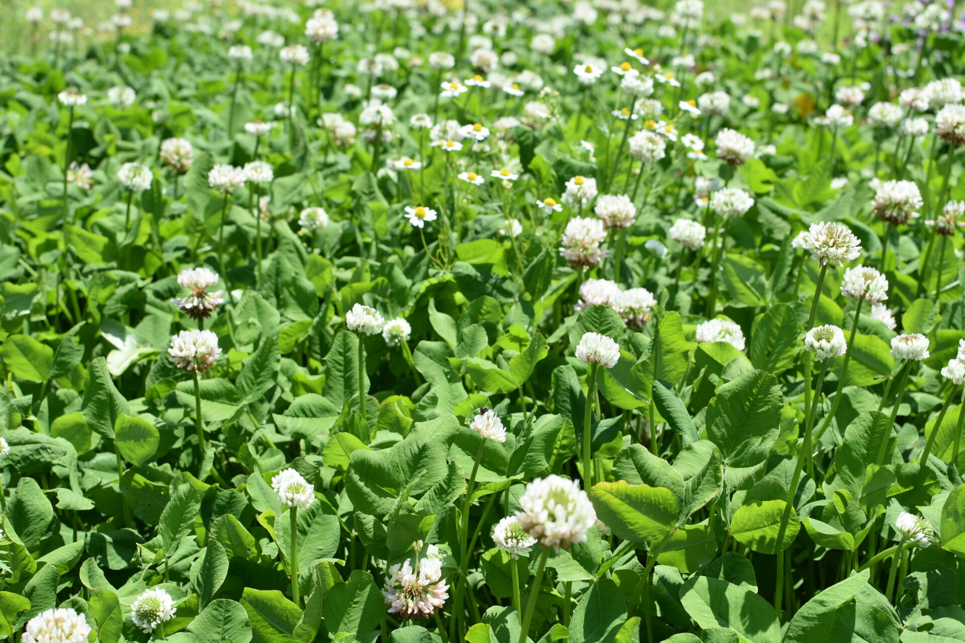 クローバーとカモミール