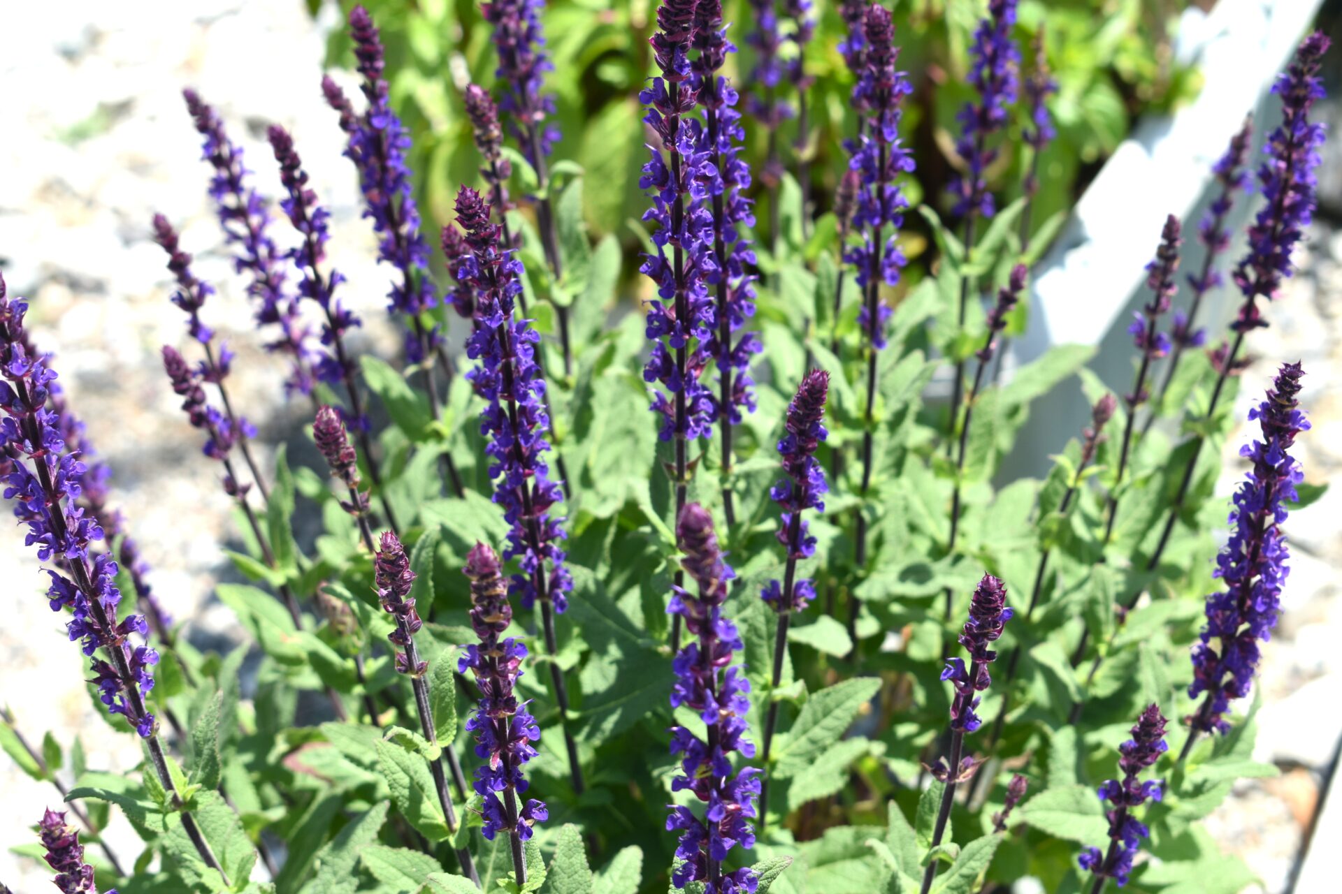 色鮮やかなハーブ